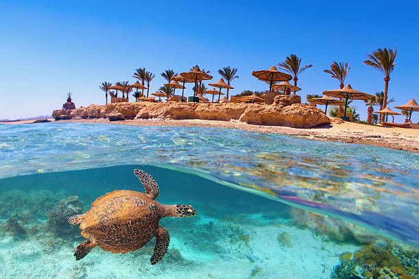 Red Sea